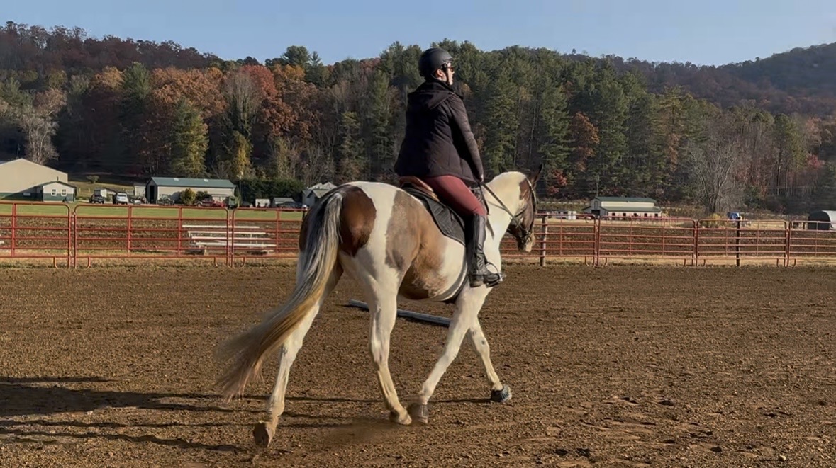 Horse and rider